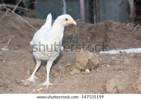 White chicken, ground, stones