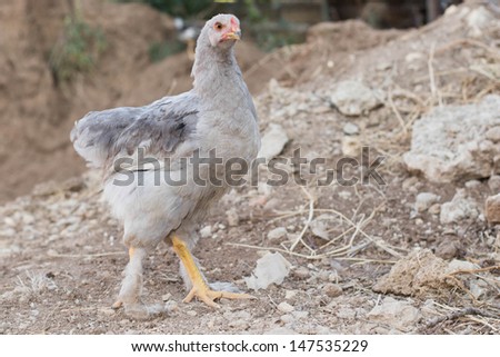 Grey chicken, ground, stones