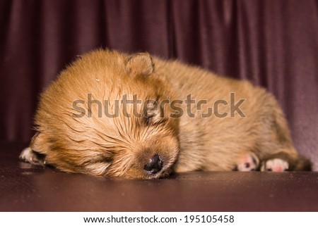 Puppy Dog Sleep