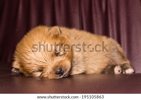 Puppy Dog Sleep
