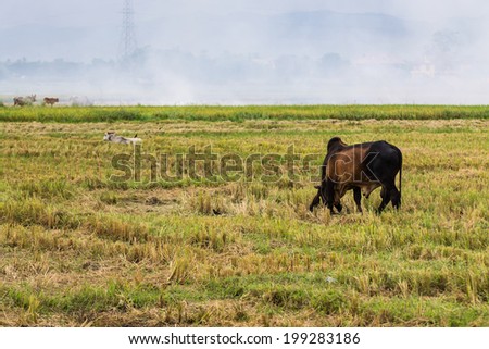 Rural landscape with Cow and birds in the field