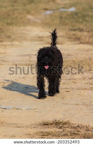 Black shaggy dog in Dry lawn