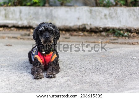 Black shaggy dog lying at the street, cross breed between a cock