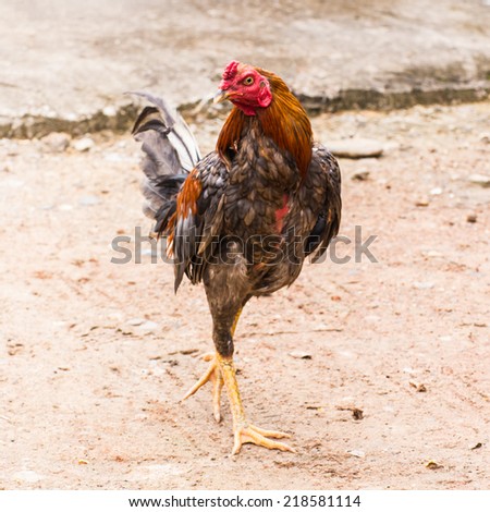 thai cock for fighting