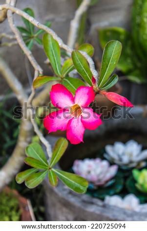Red Desert Flower, adenium