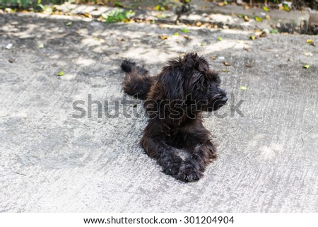 Black shaggy dog,cross breed
