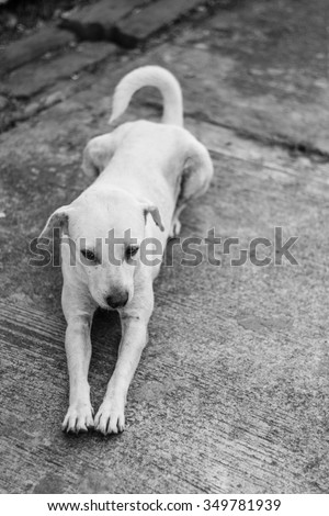 thai white stray dog in lawn