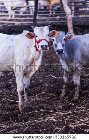 Thai cow in farm, mammal farm