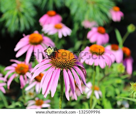 A bee pollinating a cone flower in the spring/Bee on Pink Cone Flower/Bee on Pink Cone Flower