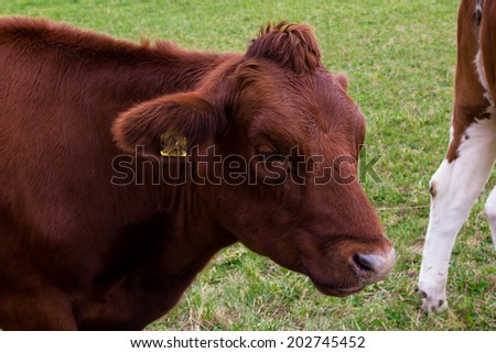 cows on the field, grazing, milk, dairy products