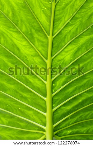 Detail of the veins of a leaf