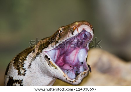 Detail of a snake with mouth open