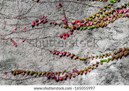 Detail of a climbing plant on a wall