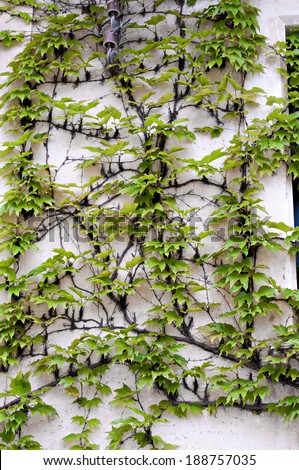 Detail of a facade with a climbing plant