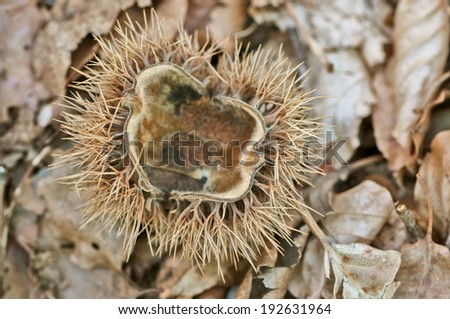 Skin detail of a chestnut
