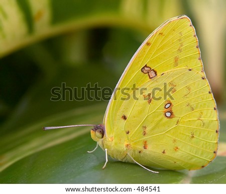 Close-up shot of the Cloudless Giant Sulphur Butterfly resting on a ginger plant.  Shot League City, Texas.