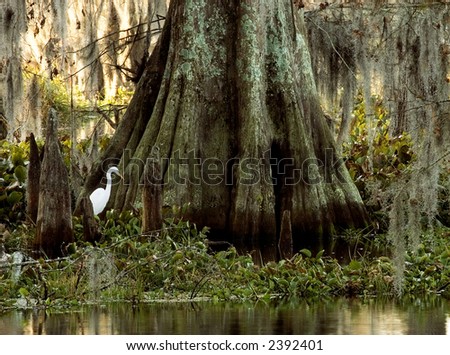 Whte egret at the base of a huge cypress tree.  Shot at Lake Martin, Breaux Bridge, Louisiana, early morning.