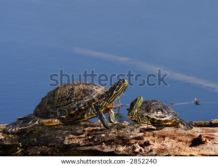 A pair of red-eared slider turtles (Chrysemys scripta elegans), one young and one old.  Shot at Brazos Bend State Park near Houston, Texas.