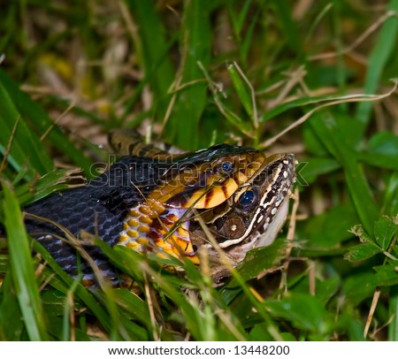 stock photo : A Broadbanded Water Snake (Nerodia fascia