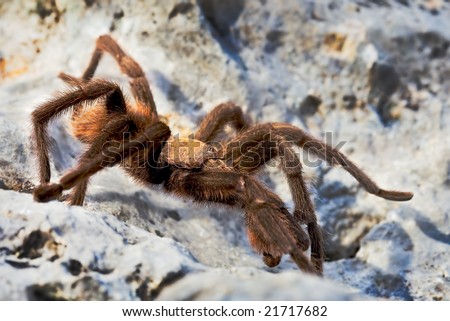 A Texas Brown Tarantula (Aphonopelma hentzi).  Shot at Lost Maples State Natural Area along the East Trail.  Park is located at Vanderpool, Texas, in the Texas Hill Country.