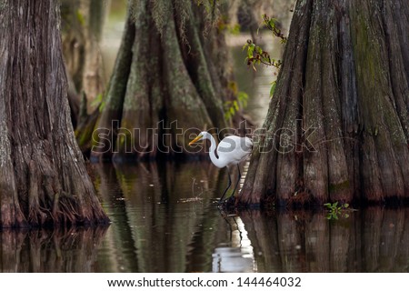Great Egret (ardea alba) framed by huge trunks of Cypress trees.  Taken on Lake Martin, Breaux Bridge, Louisiana in the heart of Cajun Country.