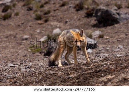 The Andean Fox (Lycalopex culpaeus), also known as Culpeo, Zorro Culpeo or Andean Wolf.  This is a young animal in Chimborazo National Park, about 4,800 meters high in the Andes mountains of Ecuador.