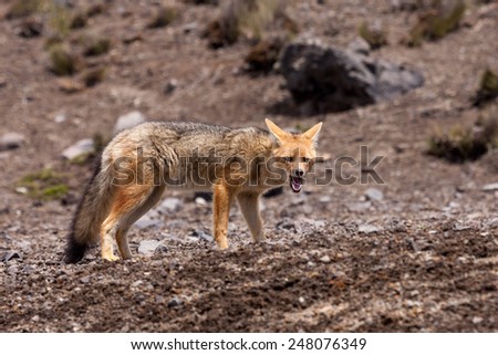 The Andean Fox (Lycalopex culpaeus), also known as Culpeo, Zorro Culpeo or Andean Wolf.  This is a young animal in Chimborazo National Park, 4800 meters high in the Andes mountains of Ecuador.