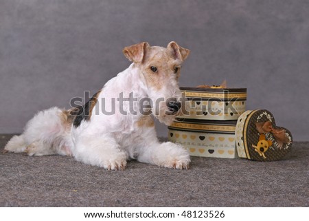 Wired fox terrier dog staing on a gift boxes