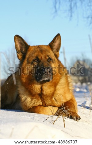Bright german shepherd dog lying on a snow alone