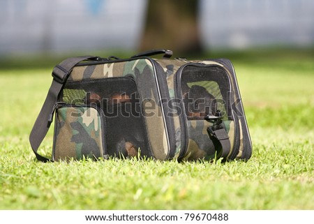 Four dogs in a green carrying bag on a grass