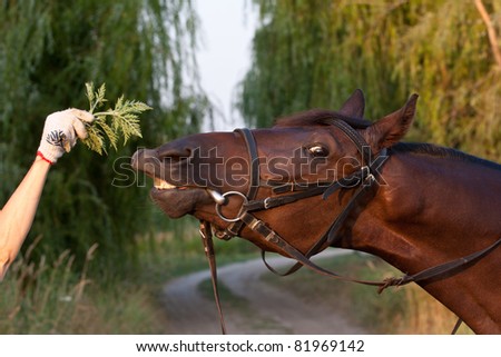 Funny tan horse close-up try to eat a branch with a silly expression on it\'s face