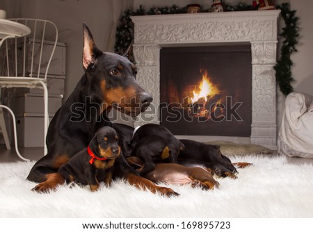 Black Doberman Dog With Puppies Indoors