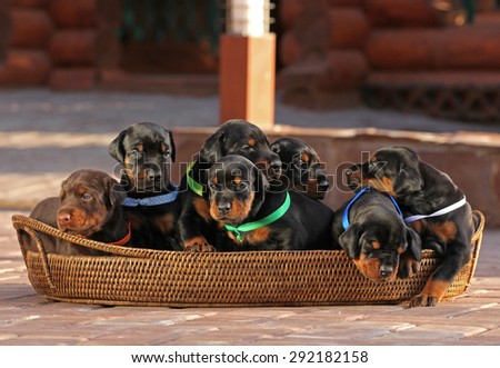 7 doberman puppies in basket, outdoors