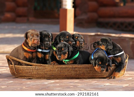 7 doberman puppies in basket, outdoors