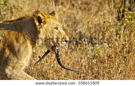 Lion cub with antelope horns in mouth