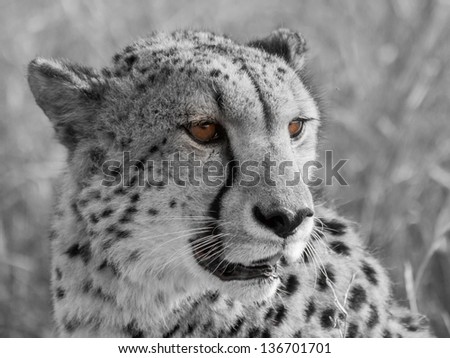 South African cheetah side profile with orange eyes