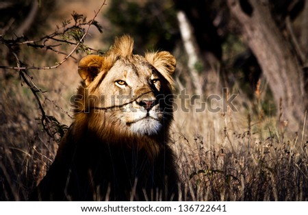 South African male Lion lurking among the shadows