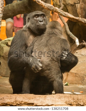 Young male gorilla hugging at the Omaha Zoo
