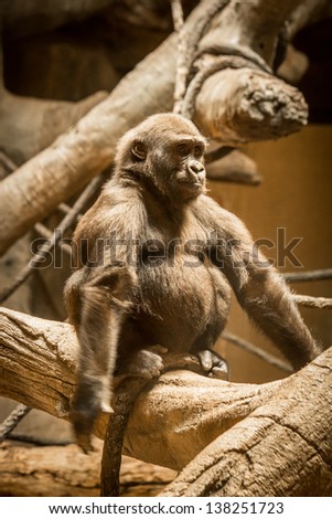 Young male gorilla at the Omaha Zoo