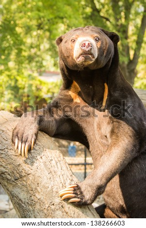 Sun Bear posing at the Omaha Zoo