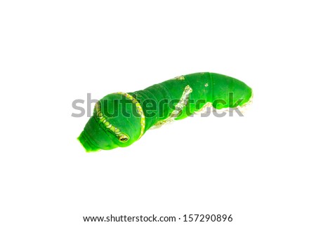 Green worm on white background.
