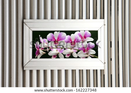 Aluminum windows on Aluminum Background and see the Picture of Orchids.
