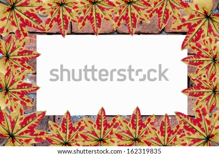 Yellowish orange maple leaves in Portrait frame on white background.