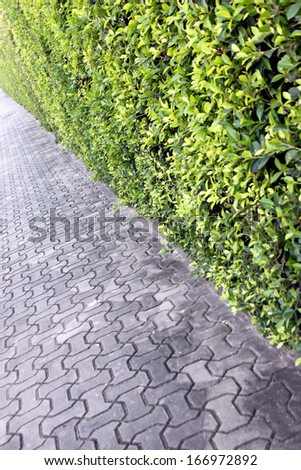 Sidewalks in park and tree wall.