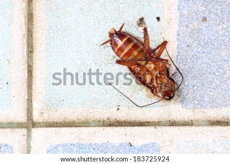 dead of cockroach on the floor.
