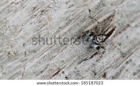 black jumping spider on wood background.