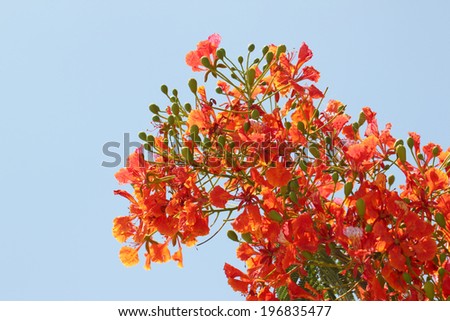 Flame Tree Flower on blue sky background.