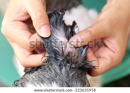 Hands that cleaning Shih Tzu dog for good health.