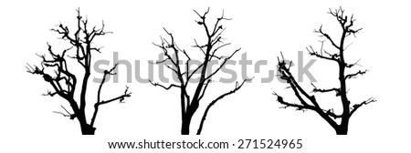 Dead tree silhouette on white background.