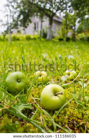 four apples in garden near house
